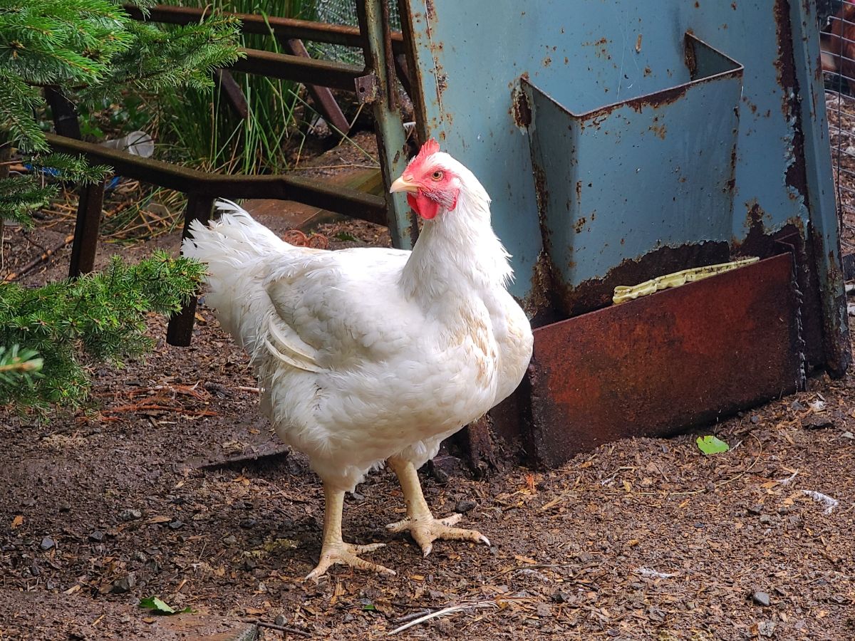 White rock chicken near a metal feeder.