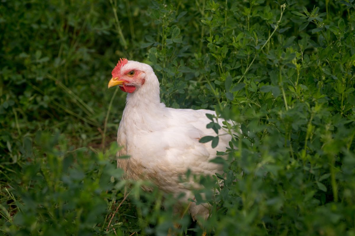 White rock chicken in tall grass.