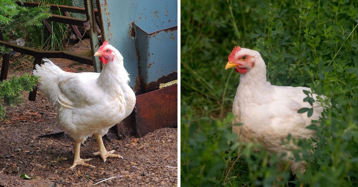 White Rock Chicken: Egg Color & Facts! - Chicken & Chicks Info