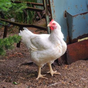 White rock chicken standing next to a metal feeder.