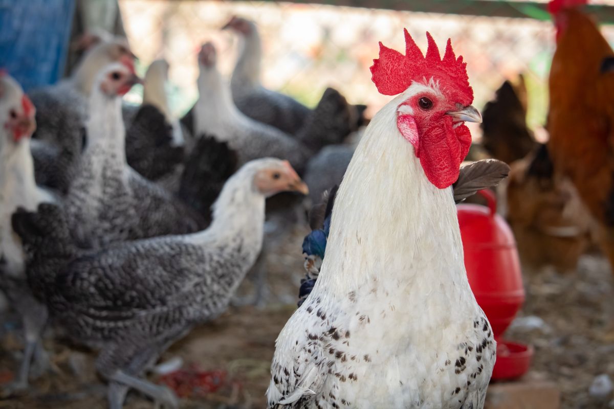 White rooster with chickens in a coop.