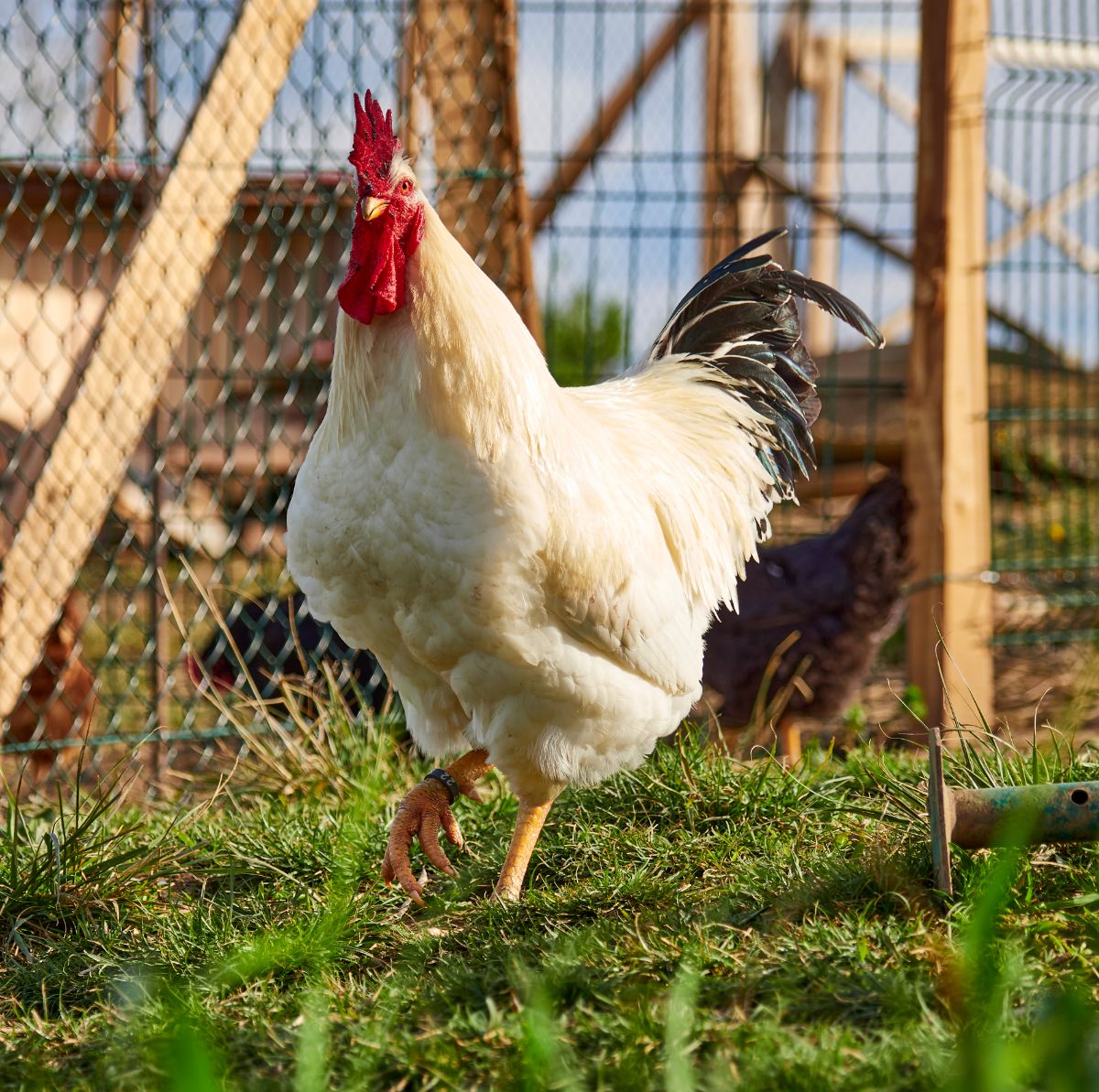 Big white rooster walking on green grass.