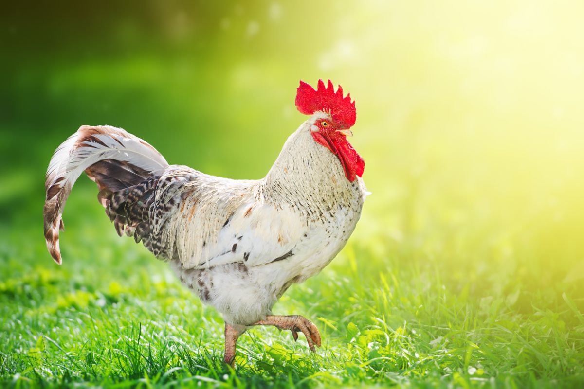 White rooster walking on green grass.