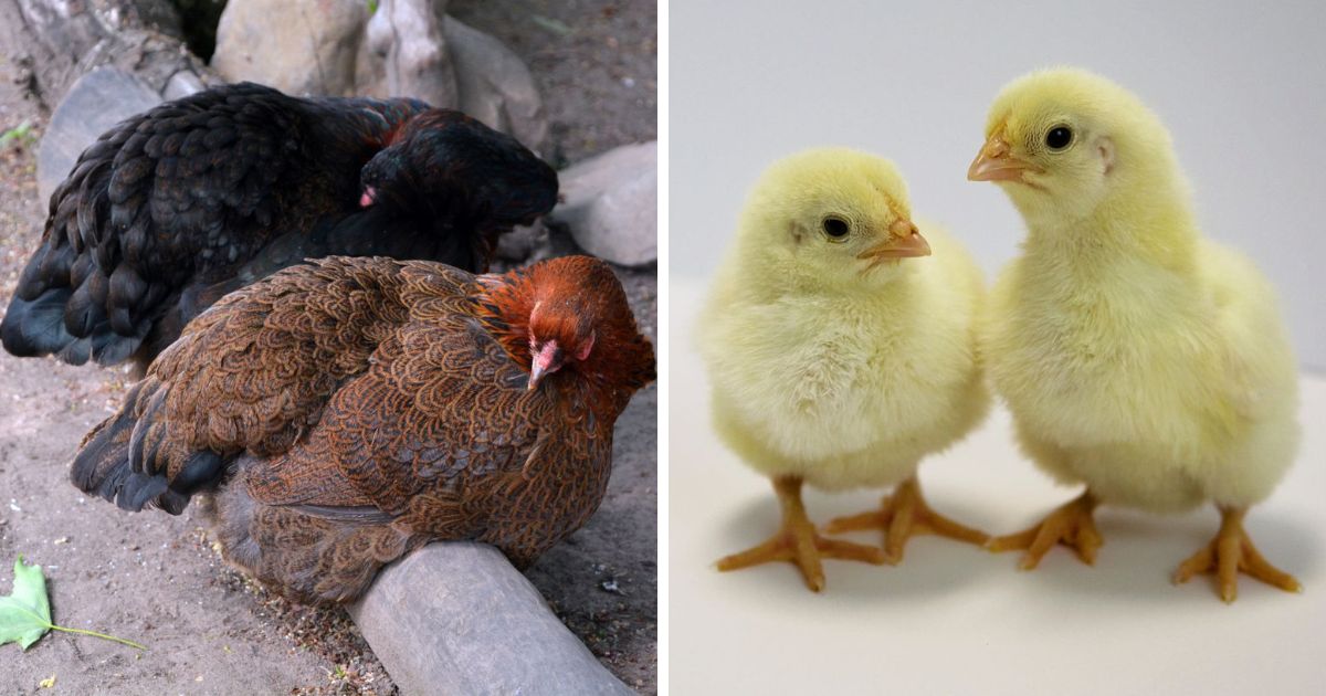 Why Are Cornish Hens So Expensive? (Explained) Chicken & Chicks Info