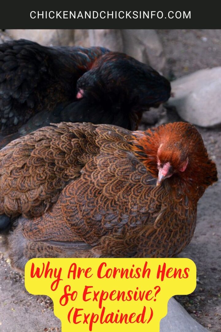 Why Are Cornish Hens So Expensive? (Explained) Chicken & Chicks Info