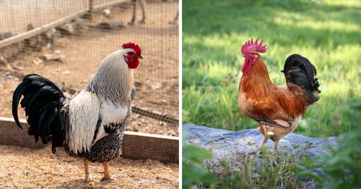 Will a Rooster Hurt Baby Chicks? (Possible Scenarios) Chicken