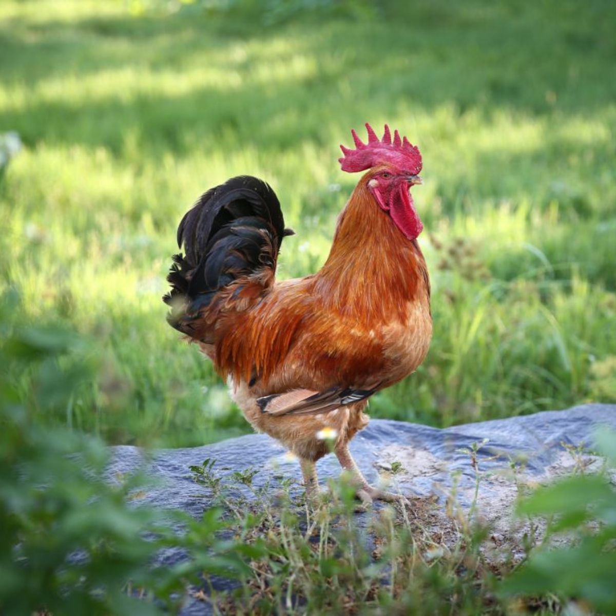 Is Dubbing a Rooster Illegal? (Laws and Reasons Explained) Chicken