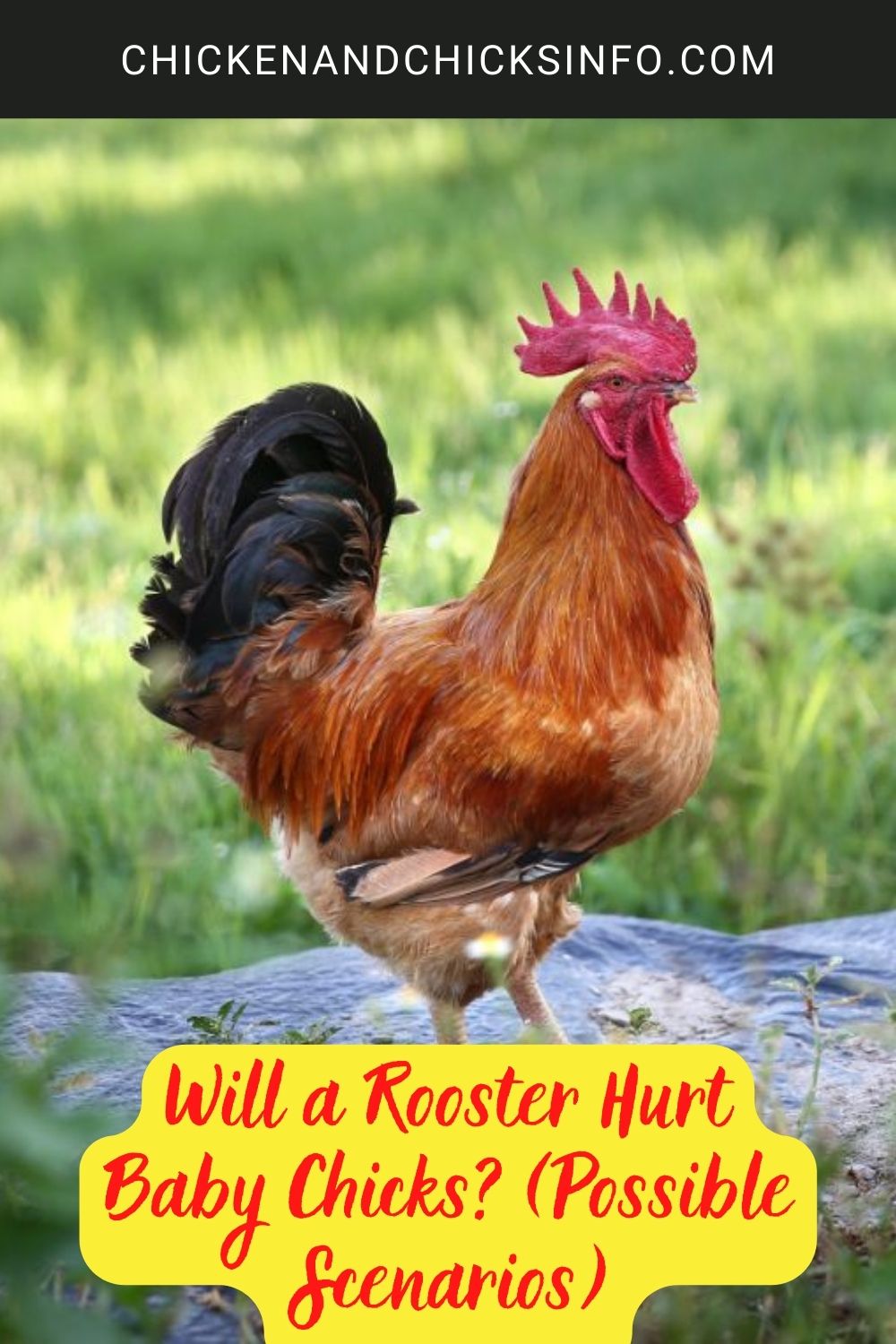 Will a Rooster Hurt Baby Chicks? (Possible Scenarios) poster.
