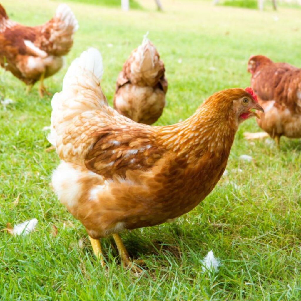 How to Dispose of a Dead Chicken (4 Options) Chicken & Chicks Info