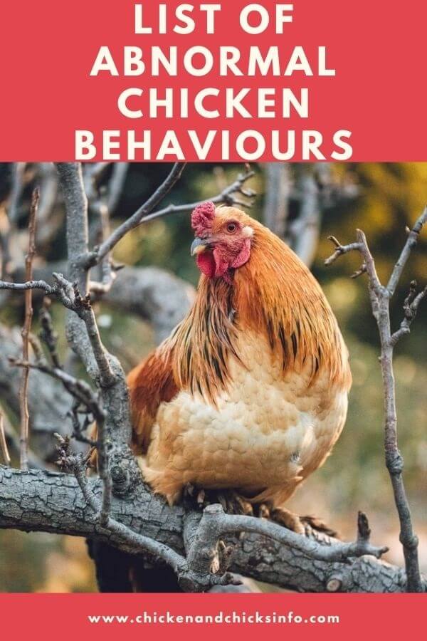 Abnormal Chicken Behaviour
