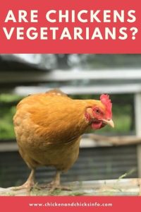 Are Chickens Vegetarians