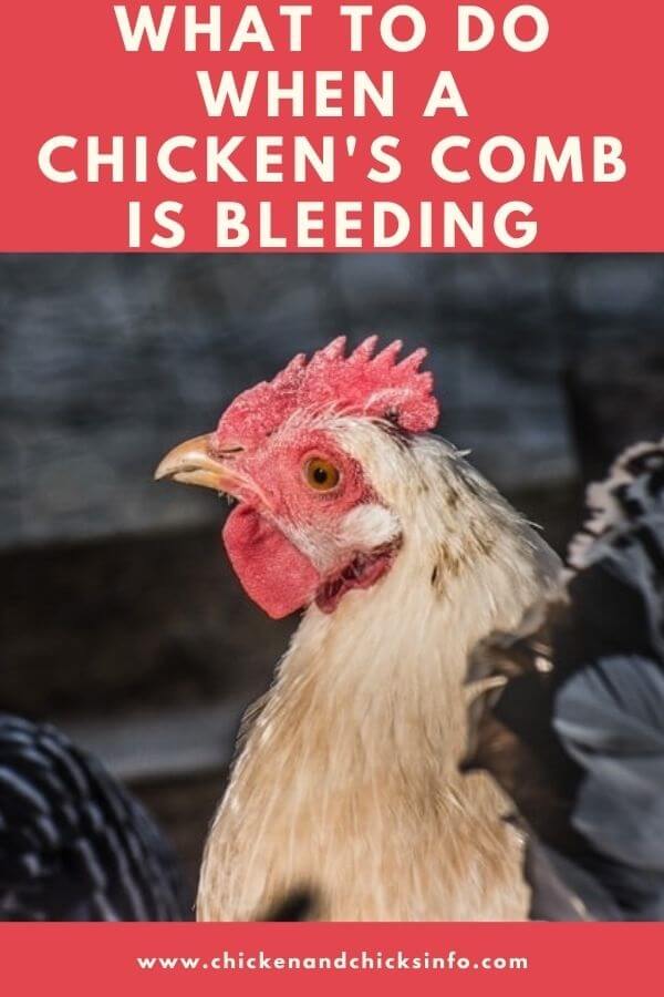 Bleeding Chicken Comb