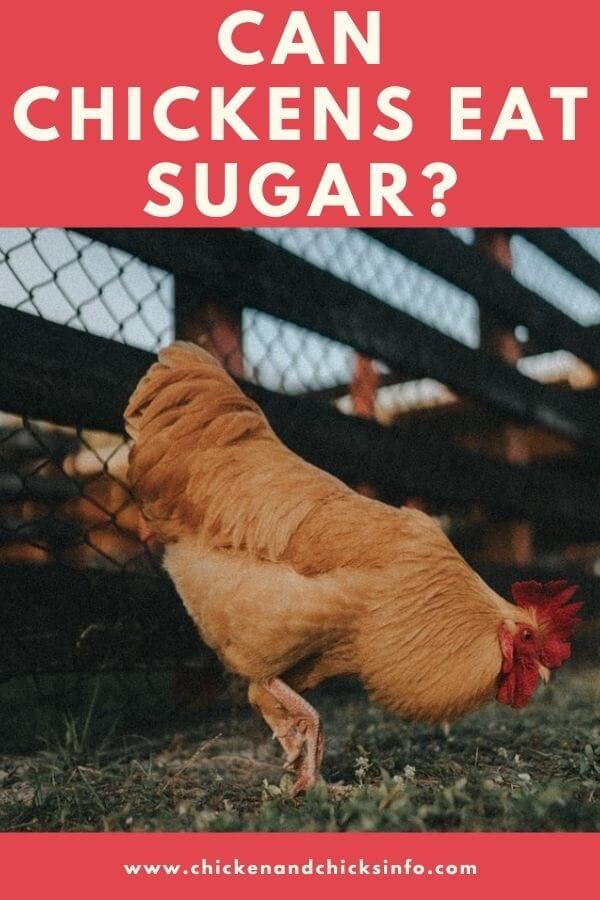 Can Chickens Eat Sugar