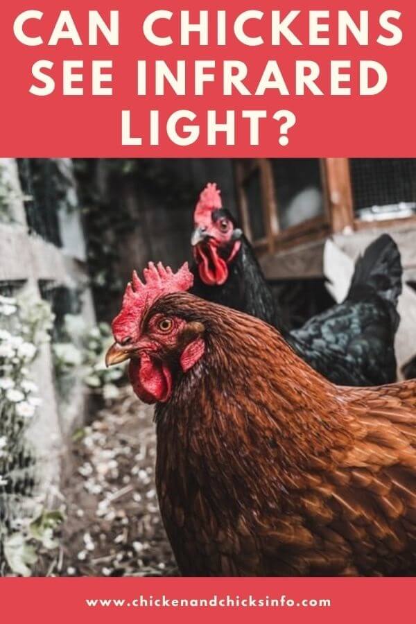 Can Chickens See Infrared Light