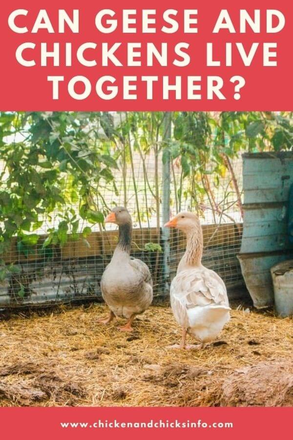 Can Geese and Chickens Live Together