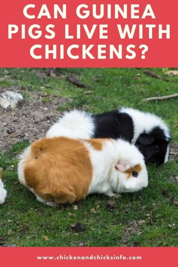 Can Guinea Pigs Live With Chickens