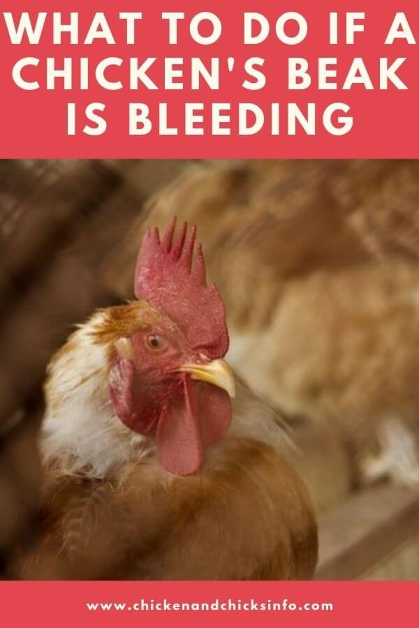 Chicken Beak Bleeding