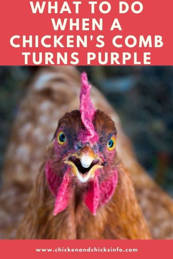 Chicken Comb Turning Purple