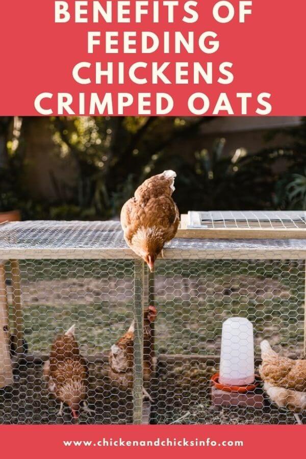 Crimped Oats for Chickens
