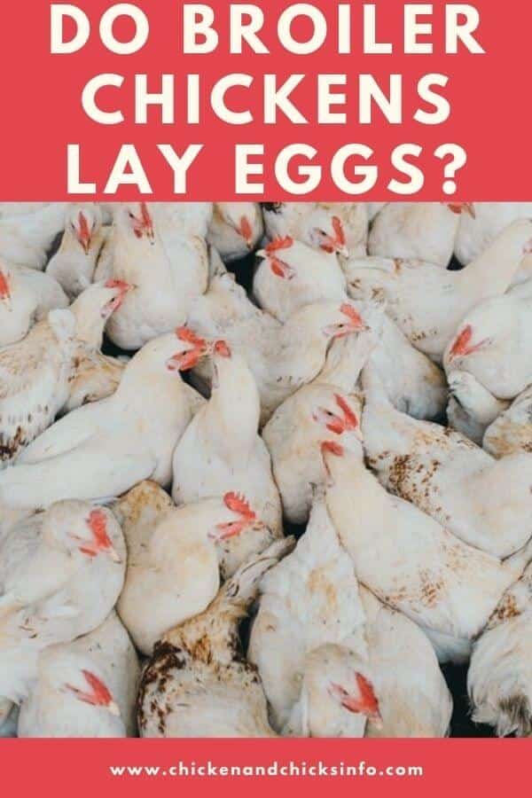 Do Broiler Chickens Lay Eggs