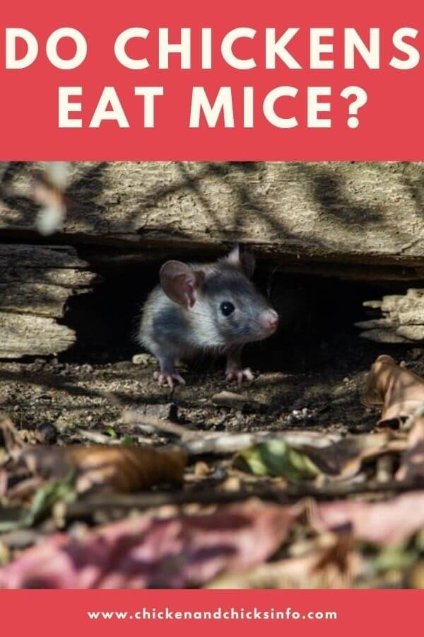 Do Chickens Eat Mice