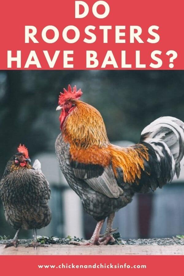 Do Roosters Have Balls