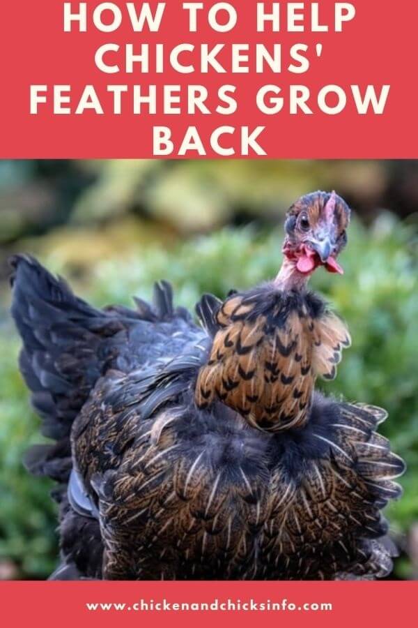 How to Help Chickens Grow Feathers Back