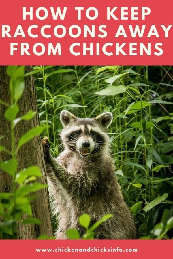 How to Keep Raccoons Away From Chickens