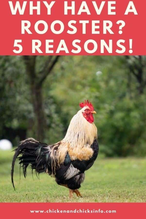 Why Have a Rooster