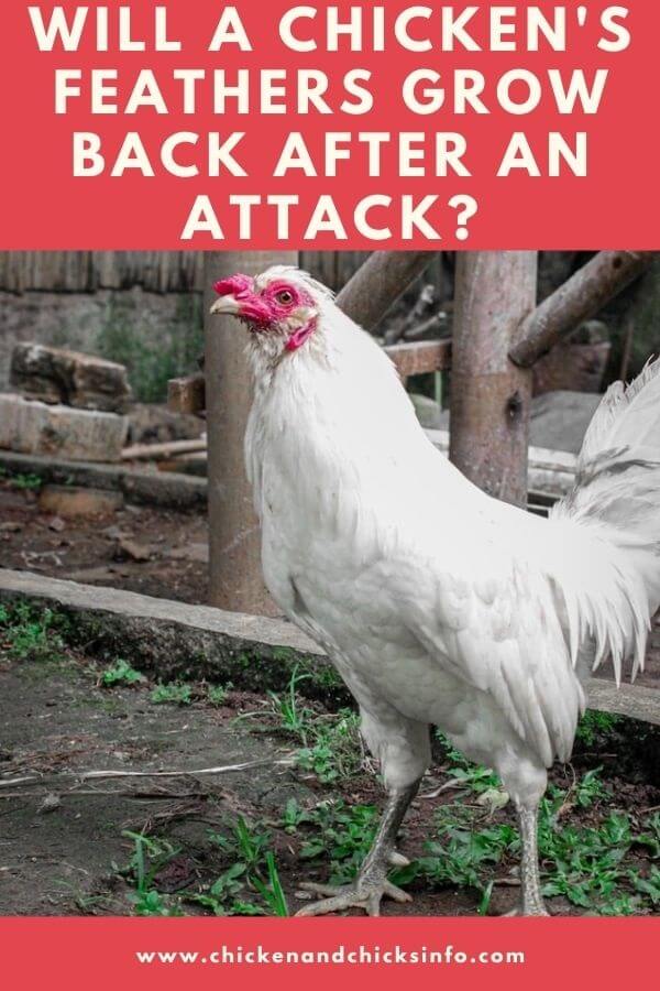 Will Chicken Feathers Grow Back After Attack