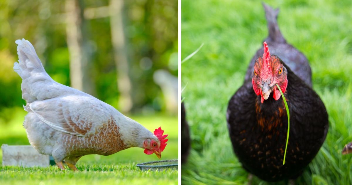 Are Chickens Vegetarians? (What They Eat And Don’t Eat) Chicken