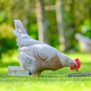 White-brown chicken eating on green grass.