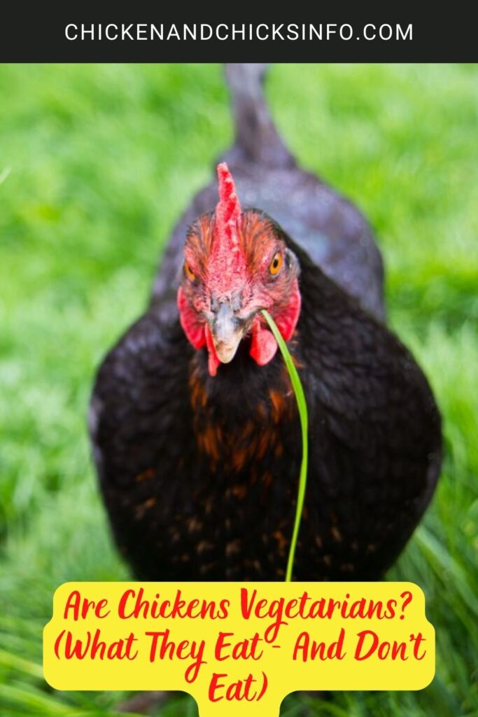 Are Chickens Vegetarians? (What They Eat And Don’t Eat) Chicken