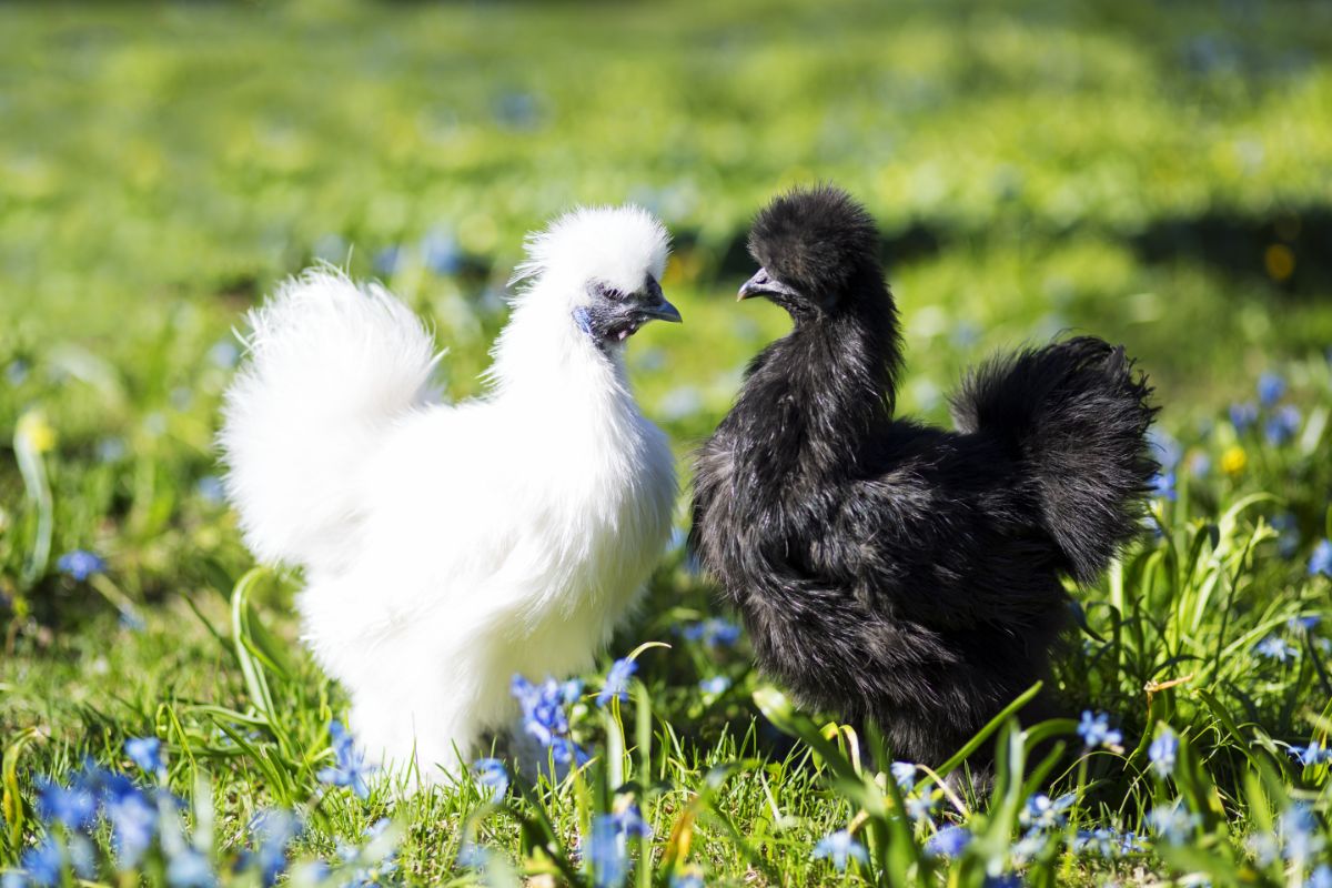 Black and white silkie chickens standing on a meadow.
