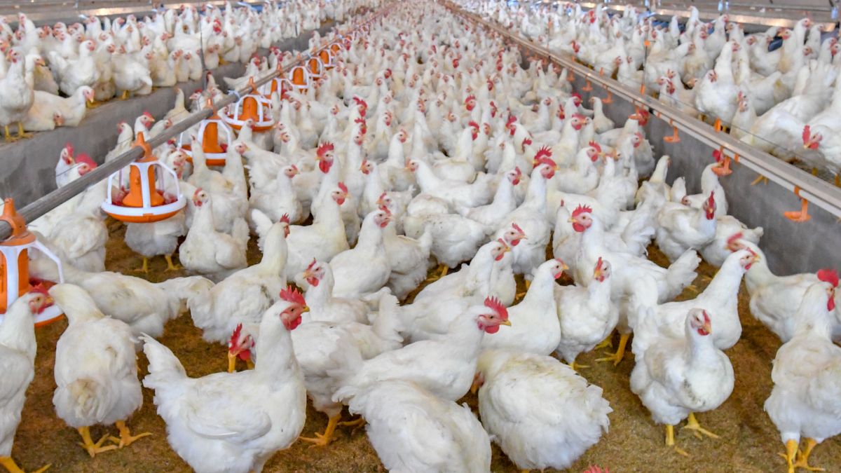 Do Broiler Chickens Lay Eggs? (Explained) Chicken & Chicks Info