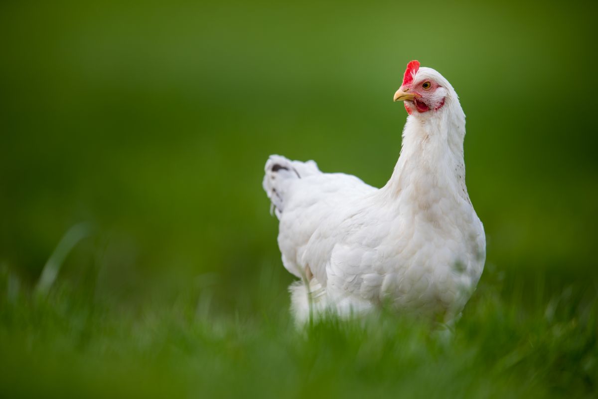 Broiler chicken standing on green grass.