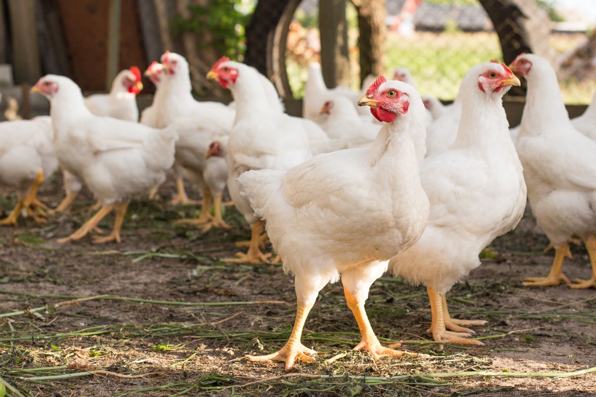 Bunch of broiler chickens on a farm.