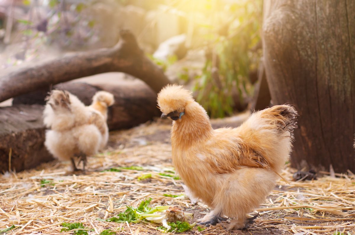 Two brown silkie chickens in a backyard near old tree logs.