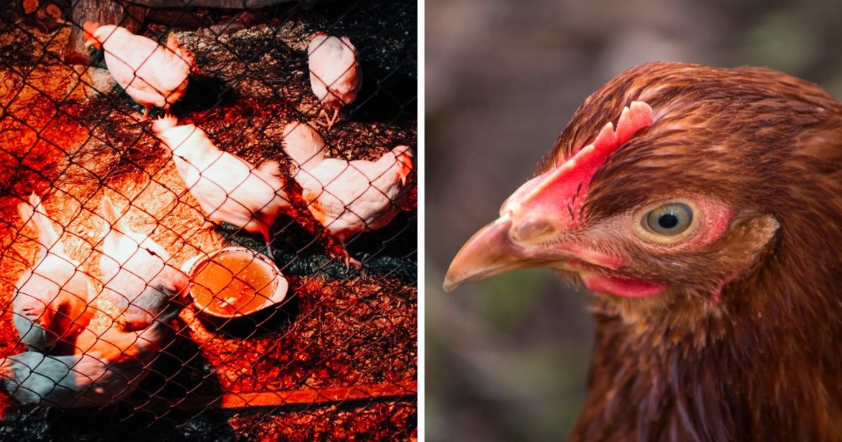 Can Chickens See Infrared Light? (Explained) - Chicken & Chicks Info