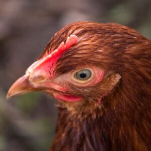 Chicken head close-up.