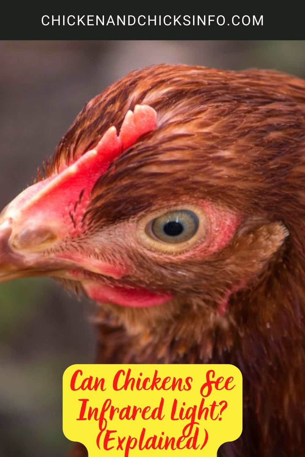 Can Chickens See Infrared Light? (Explained) poster.