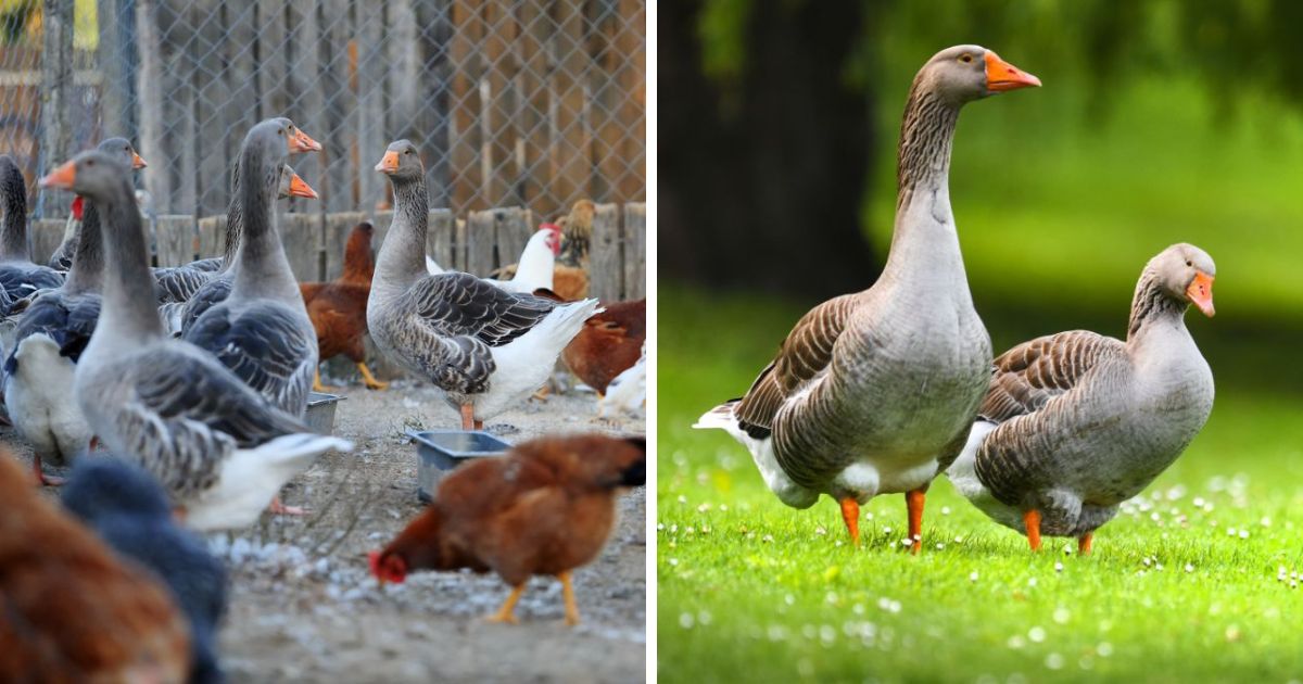 Can Geese and Chickens Live Together? (Risks, Pros & Cons) - Chicken & Chicks Info