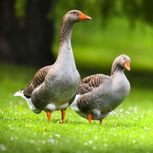 Two gooses standing on a green meadow.