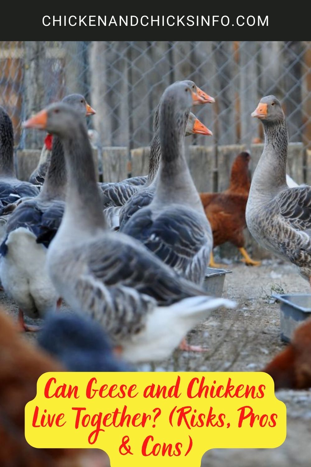 Can Geese and Chickens Live Together? (Risks, Pros & Cons) poster.
