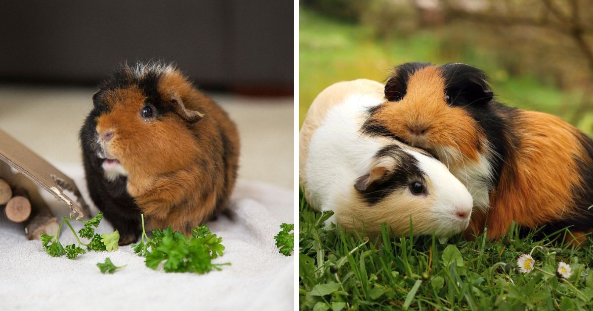 Can Guinea Pigs Live With Chickens? (Explained) Chicken & Chicks Info