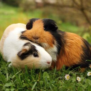 Two cute guinea pigs on a meadow.