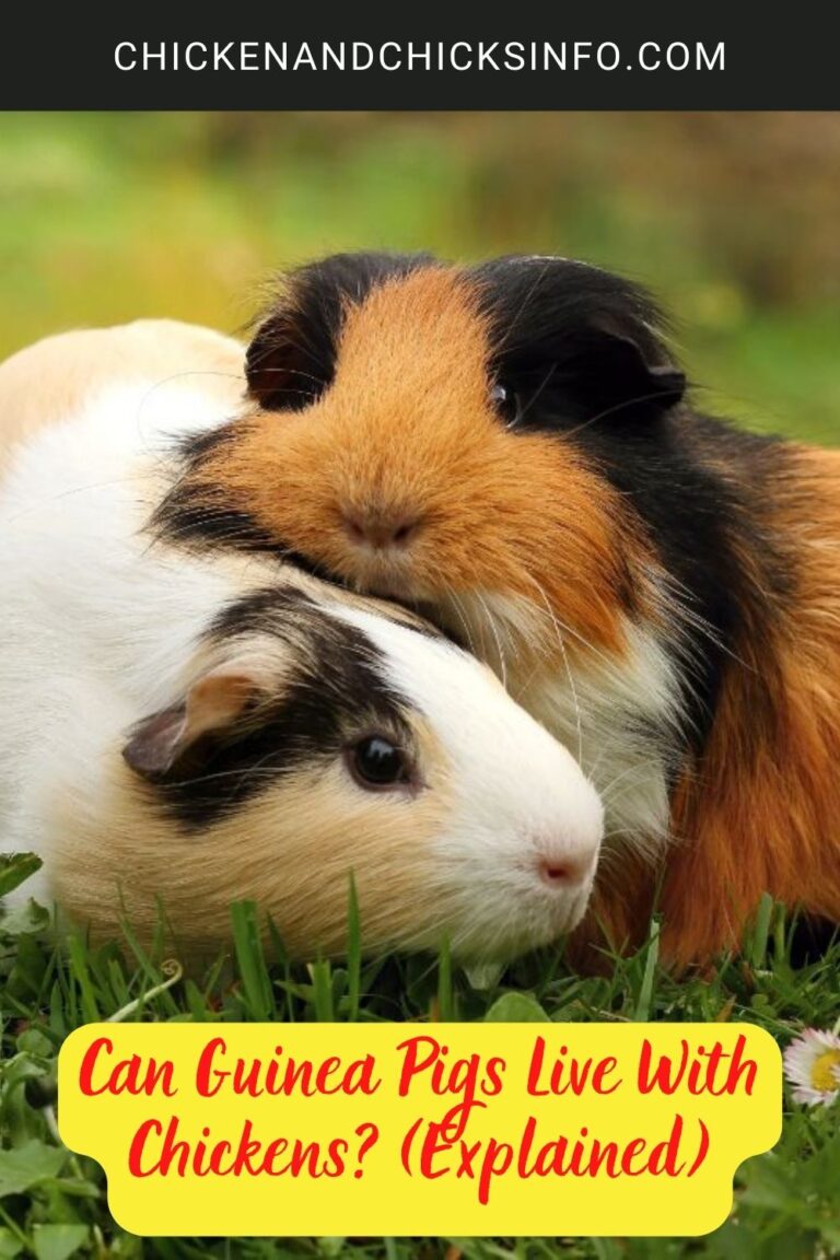 Can Guinea Pigs Live With Chickens? (Explained) Chicken & Chicks Info