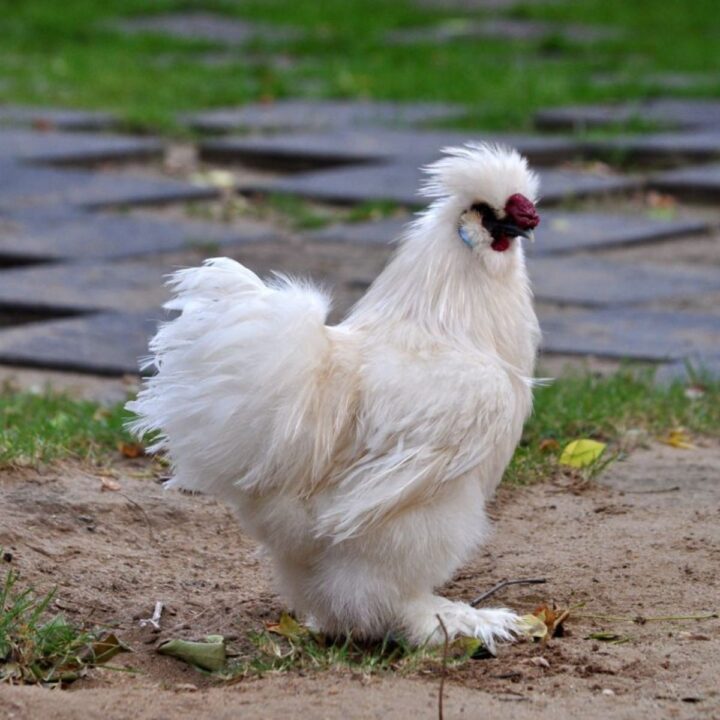 Do Broiler Chickens Lay Eggs? (Explained) Chicken & Chicks Info