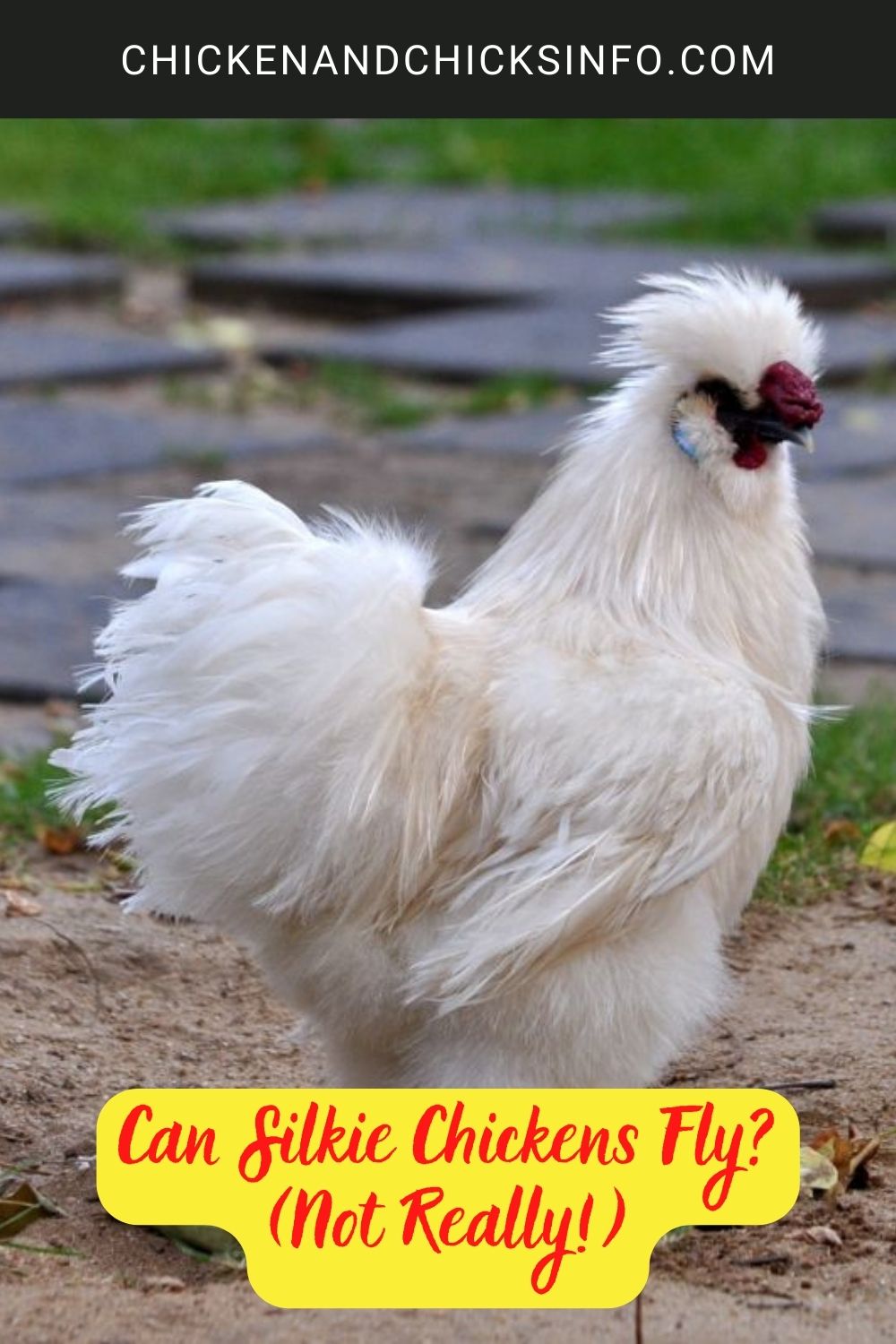 Can Silkie Chickens Fly? (Not Really!) poster.