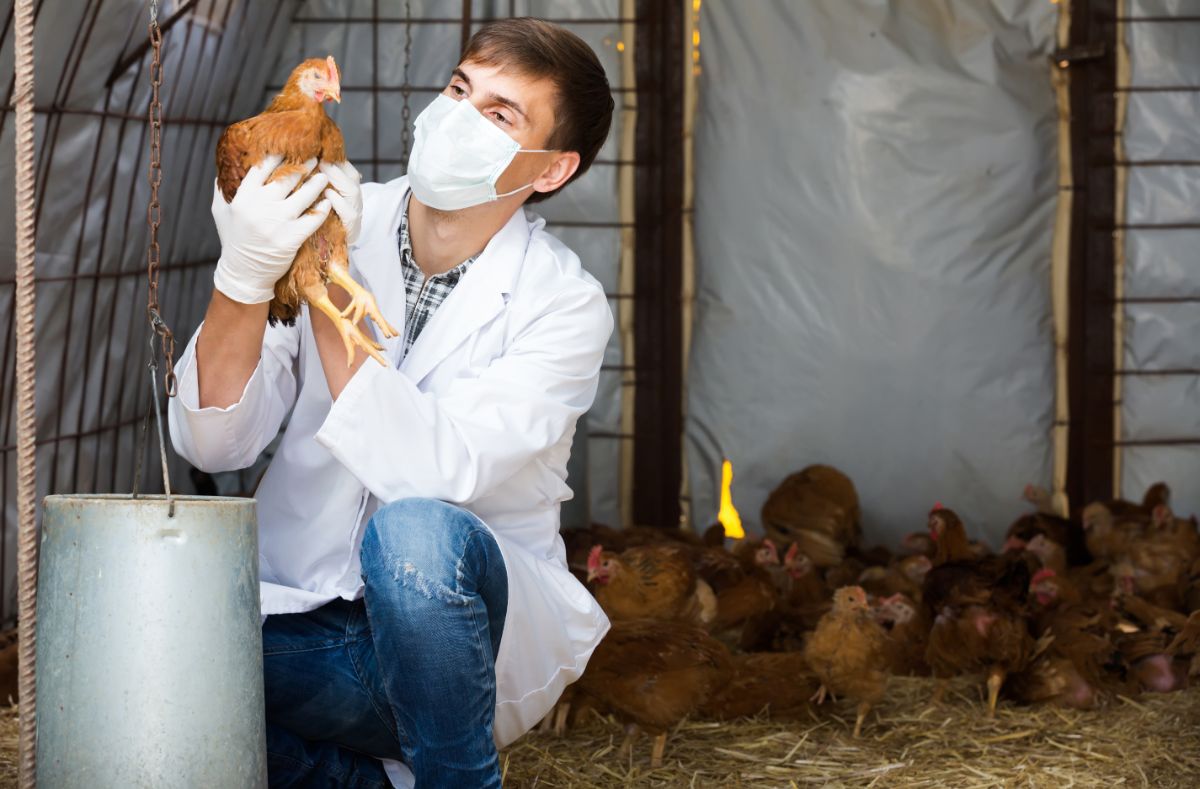 Young veterinarian holding a chicken and checking her.